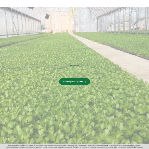 Rozsady kalafiora dostawca